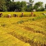 कृषिमा विदेशी लगानी खुला