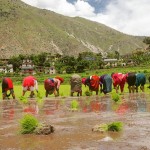 कर्णालीमा धान रोपेर सकियो, प्रदेश १ मा अझै १० प्रतिशत धान रोपाइँ बाँकी 