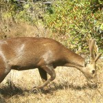 निकुञ्जमा बन्यजन्तुको तस्करी बढ्यो