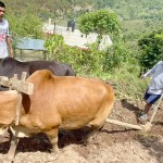 गृह जिल्लामा हलो जोत्दै पूर्वसभामुख महरा