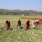 कोरोना त्रासमा कृषिकर्म गर्दै डडेल्धुराका किसान