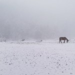 हुम्लालगायत देशका केही ठाउँमा वर्षासँगै हिमपात