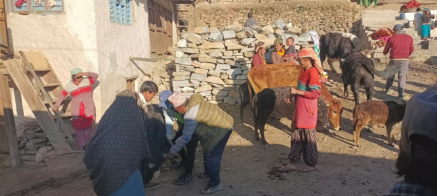 पशुवस्तुमा लाग्ने पिपिआर रोग विरुद्धको खोप अभियान सिमकोटमा सुरू 