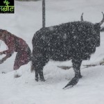 हुम्लामा हिमपात:,  मुचुवासी हिउँ पगालेर खाना पकाउँदै (हिमपातको भिडियो समेत)