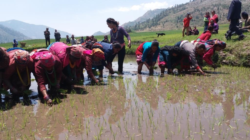 अर्गानिक जुम्ला घोषणा गरेको डेढ दशकसम्म पनि विषादी प्रयोग 