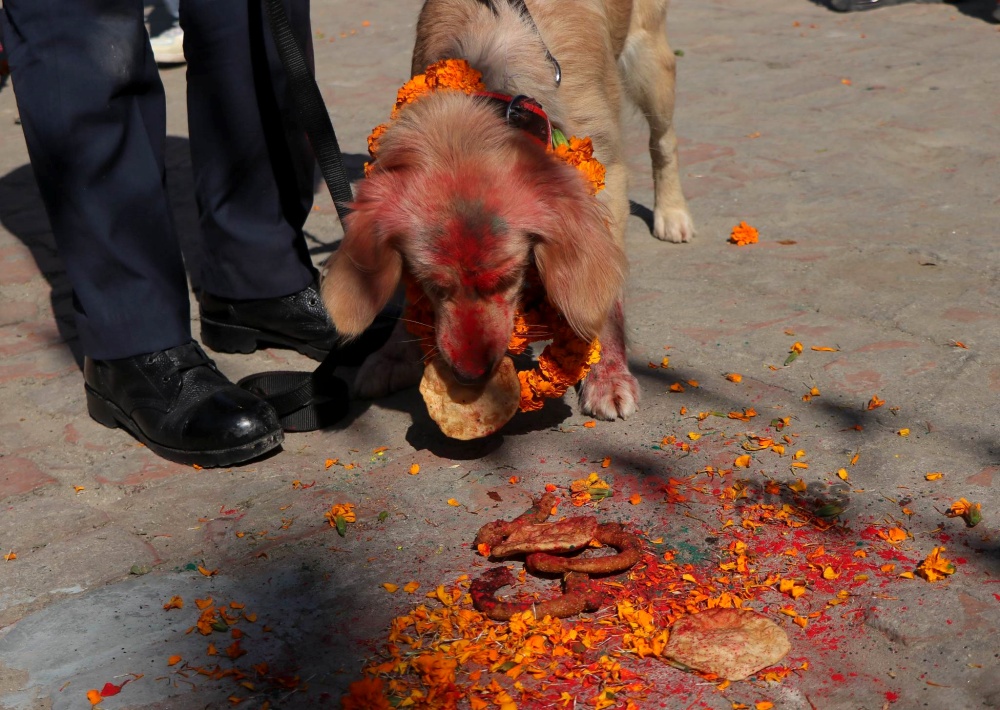 आज कुकुर तिहार र लक्ष्मीपूजा एकै दिन