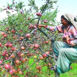 लकडाउन भुलाउदै जुम्लाका ‘स्याउ बगैँचा’