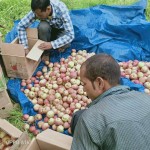 कोरोना कहरः जुम्ली स्याउ खरिद गर्न कोही आएनन्